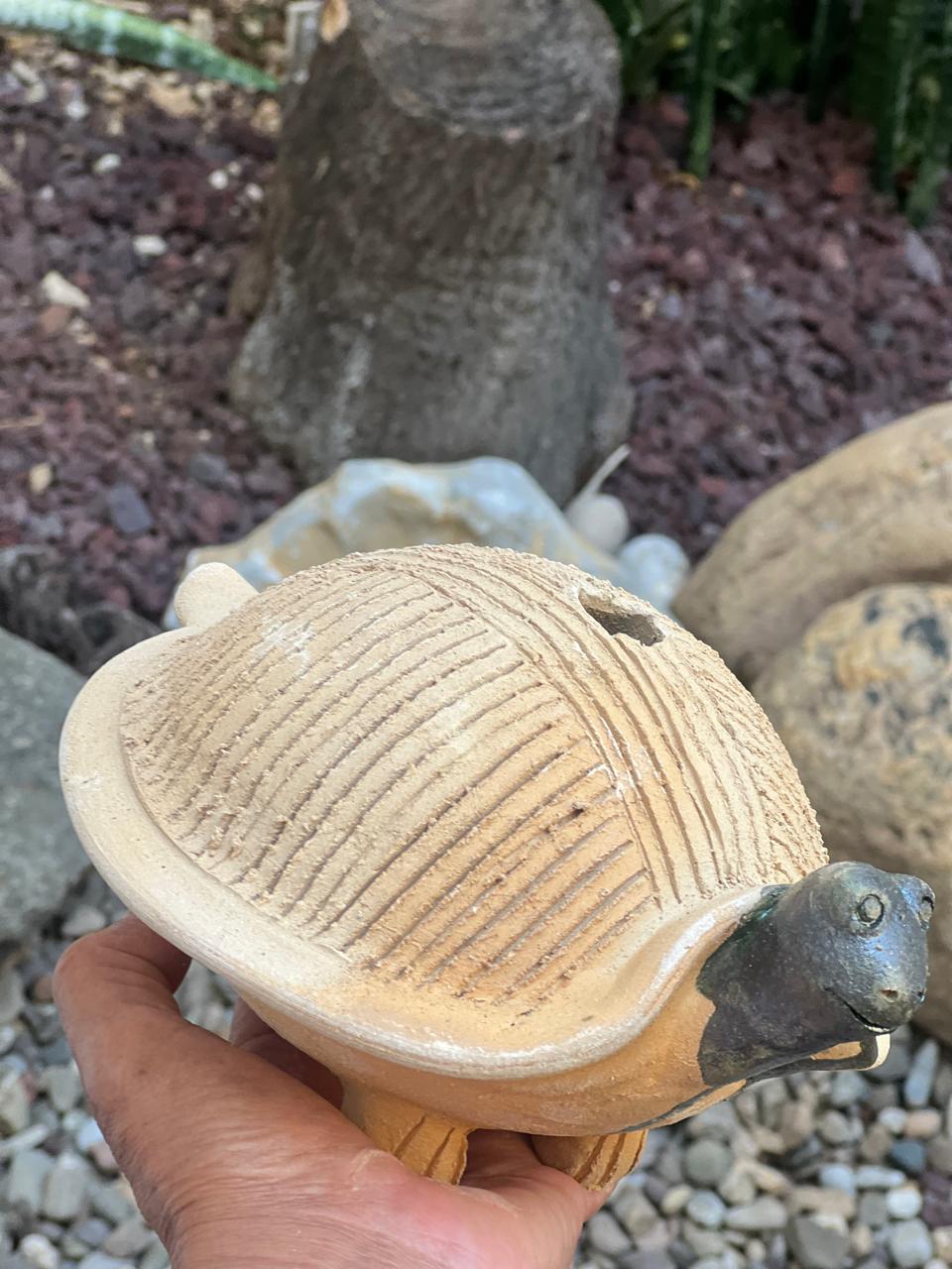 Tortuga de Barro de Oaxaca para germinar semilla de chía