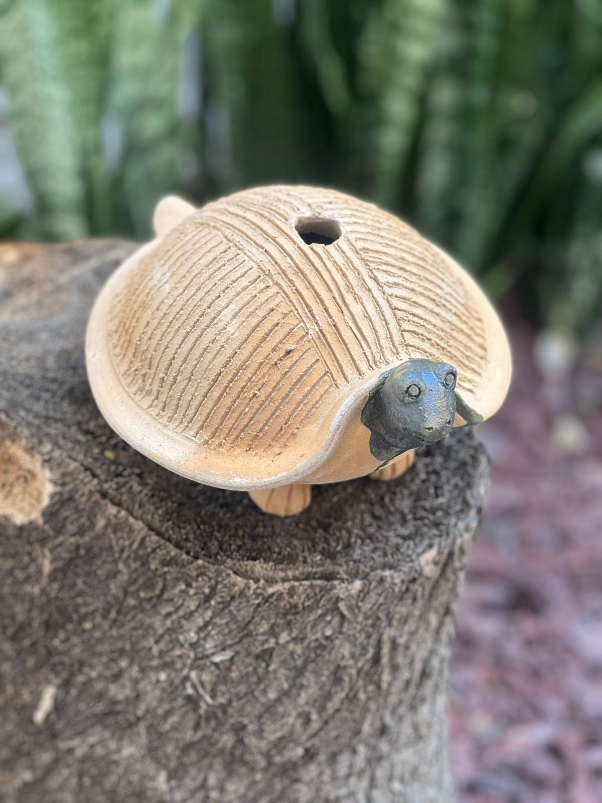 Tortuga de Barro de Oaxaca para germinar semilla de chía