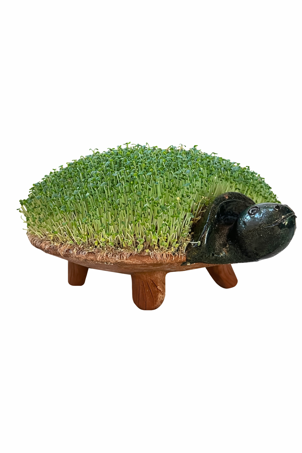 Tortuga de Cerámica hecha con Barro de Oaxaca para germinado de Chía
