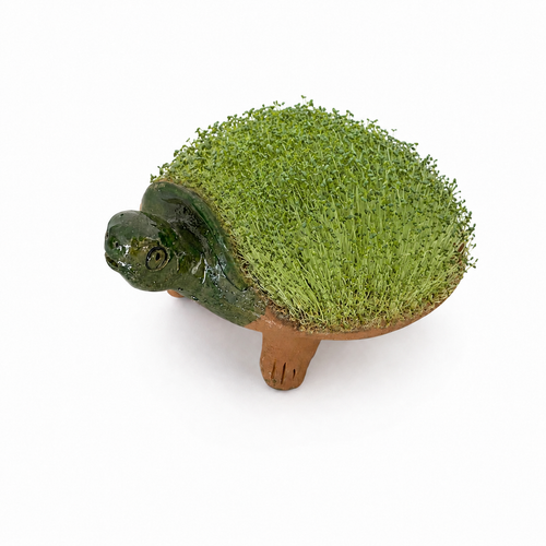 Familia de Tortugas de Barro Mascotas de Chía