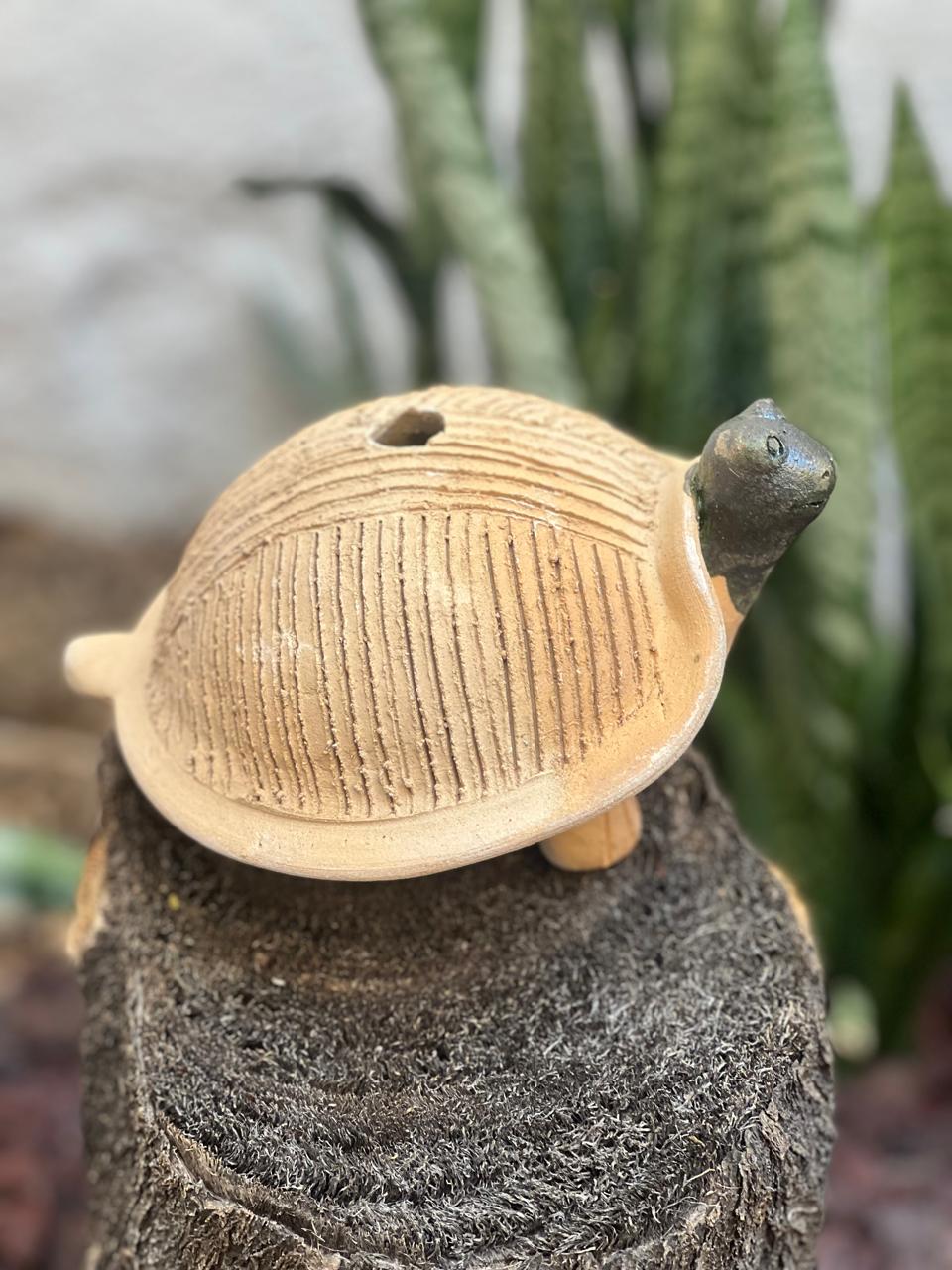 Tortuga de Barro de Oaxaca para germinar semilla de chía